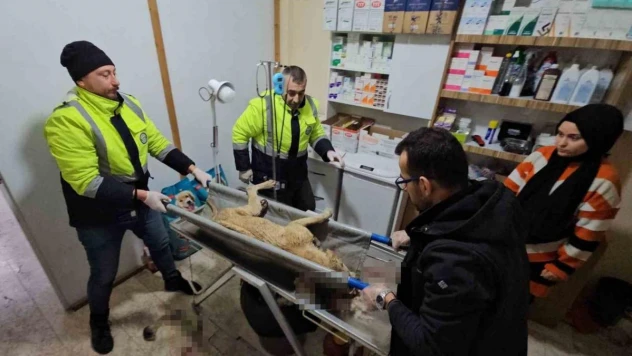 İki sokak köpeğini silahla yaralayan şahıs yakalandı