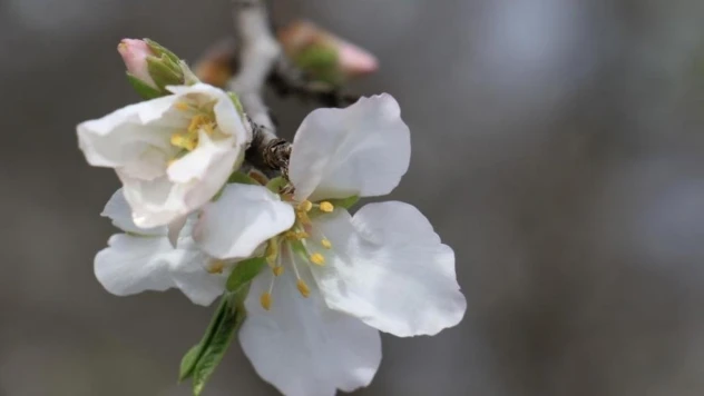 İkinci cemre suya düştü