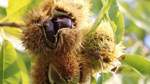 İklim şartları ve gal arısı kestaneyi vurdu