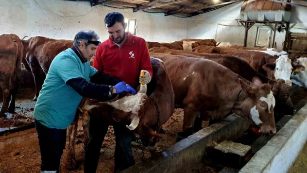 İliç'te şap ve brucella hastalığına karşı aşılama çalışmaları sürdürülüyor