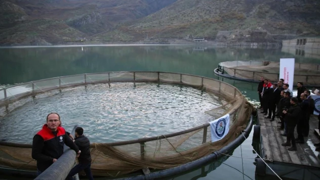 İnceler Barajında hedef 30 ton balık