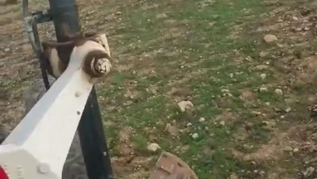 İş makinesiyle domuzları kovaladı