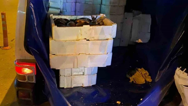 Isparta'da 16 bin TL değerinde menşe belgesiz Çin sazanı ele geçirildi