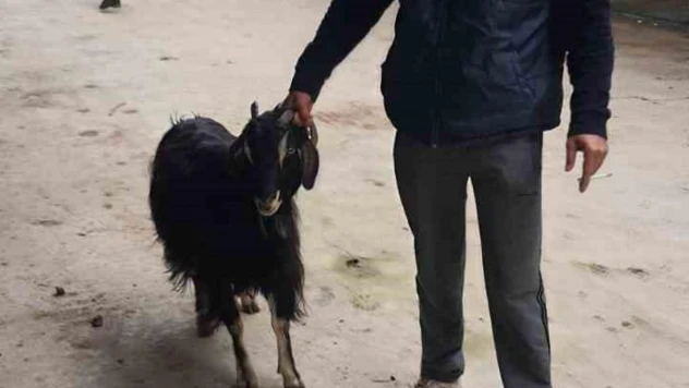 Isparta'da ağıldan 3 keçi çalıp sattığı tespit edilen şahıs yakalandı