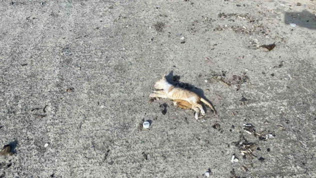İstanbul'da bir çok kedi dev dalgalar arasında boğuldu
