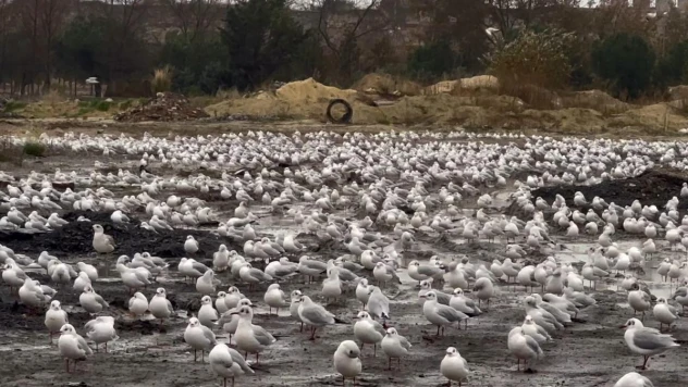 İstanbul'da etkili olan Lodos martıları da vurdu