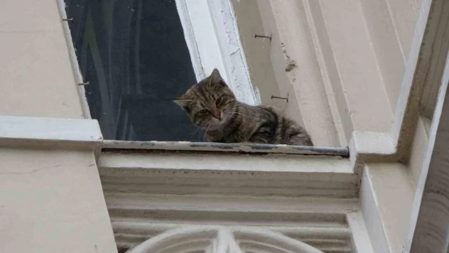 İstiklal Caddesi'nde film gibi kedi kurtarma operasyonu: Kediyi havada yakalamaya çalışırken tırmalandı
