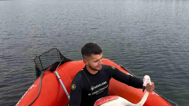 İzmit Körfezi'nde mahsur kalan yaralı flamingoyu Kocaeli İtfaiyesi kurtardı