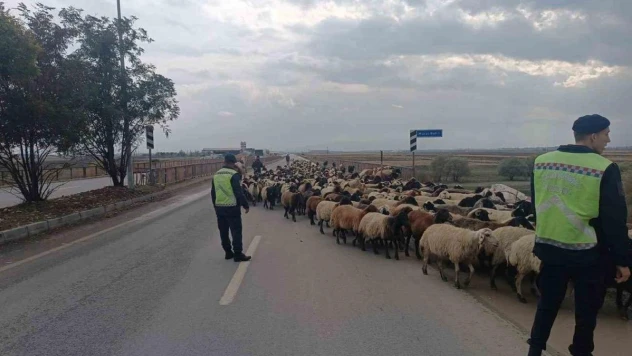 Jandarma ekipleri hayvanlar için güvenli geçiş sağladı