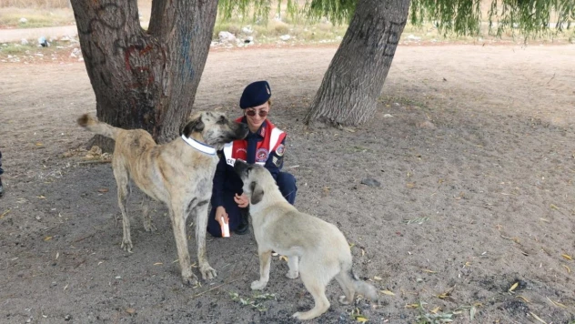 Jandarma ekipleri sahipsiz köpeklere reflektörlü tasma takıyor