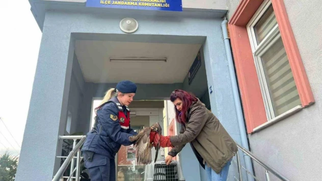 Jandarmanın bitkin halde bulduğu şahin koruma altına alındı