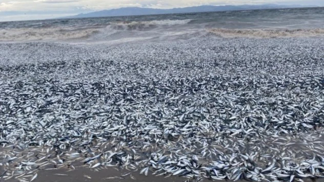 Japonya'da binlerce balık kıyıya vurdu