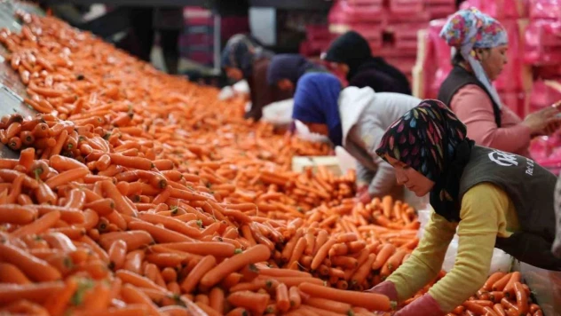 Kadınların elle sökümünü yaptığı havuç dünya pazarına hazırlanıyor