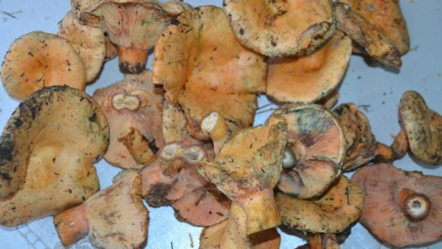 Kalabak mantarı 125 liradan satışı sunuldu