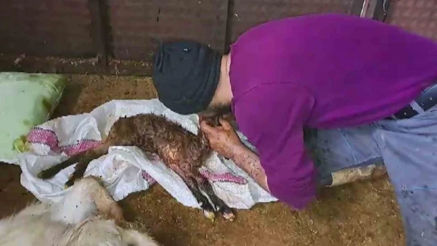 Kalbi duran oğlağı suni teneffüsle hayata döndürdü