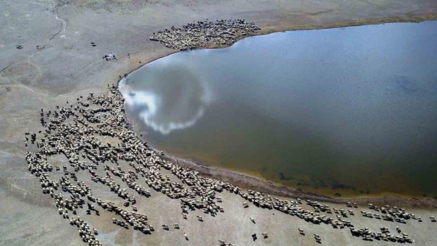 Kalp Gölü'ne su içmeye gelen sürüler kartpostallık görüntüler oluşturdu