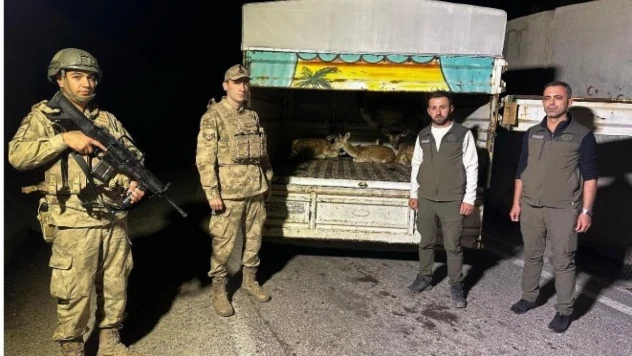 Kamyon kasasında 4 alageyik ele geçirildi