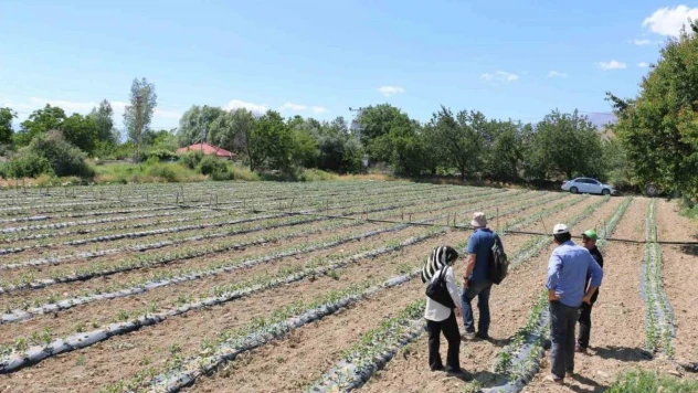 Kapya biberler takip ediliyor