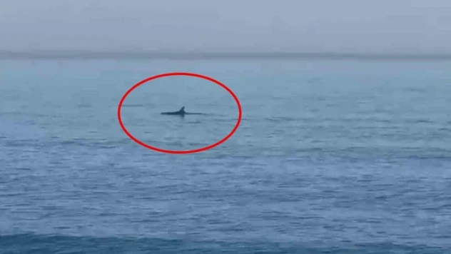 Karadeniz'de yunuslar görüntülendi