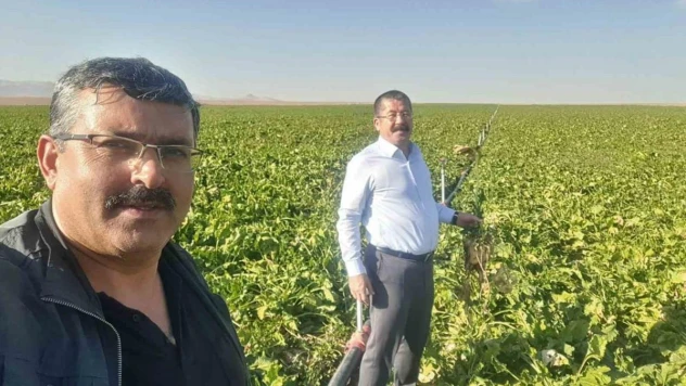 Karapınar'da mısır ve şekerpancarı mesaisi