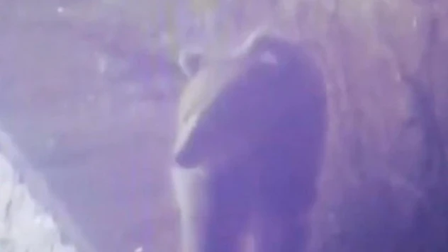 Karayoluna inen ayı kamerada