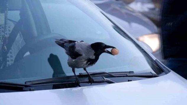 Kargaların ceviz merakıyla baş edemeyen esnaf, çözümü günde 1 kilo ceviz bırakmakta buldu