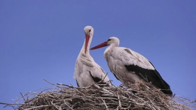 Kars'a baharın müjdecisi leylekler geldi