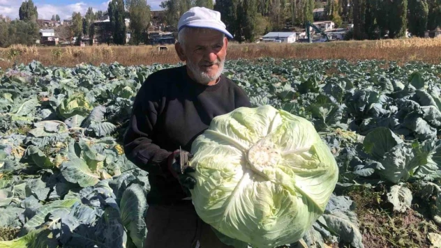 Kars'ta 50 yıldır lahana üretiyor