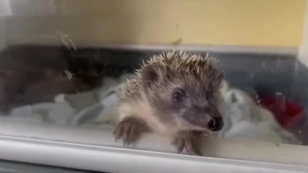 Kars'ta 6 yavru kirpi koruma altında