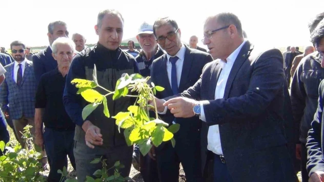 Kars'ta ilkkez ekilen soya fasulyesi hasadı yapıldı