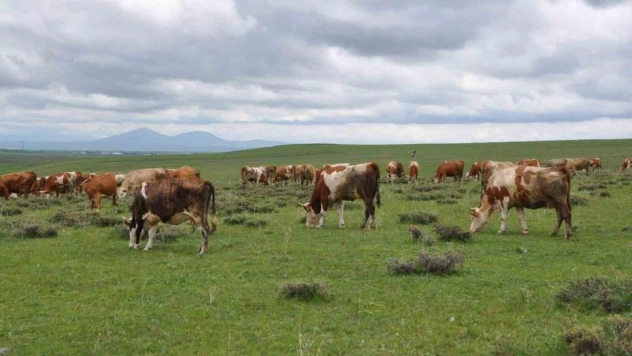 Kars'ta uzmanlardan kurban seçimi uyarısı