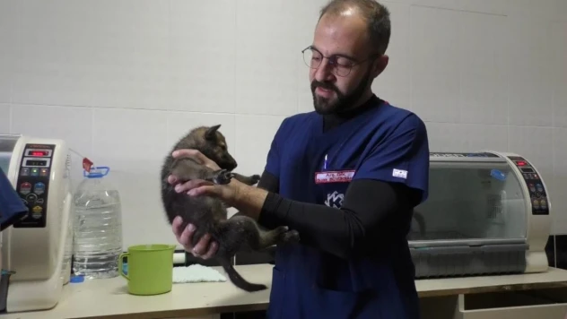 Kars'ta yavru kurtlar biberonla besleniyor