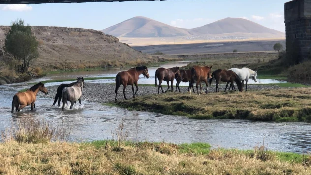 Kars'ta yılkı atları görüntülendi