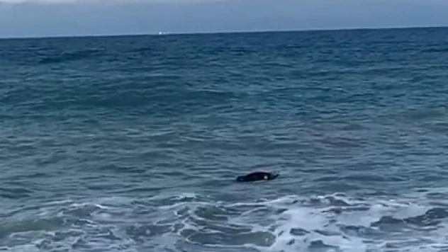Kastamonu'da kıyıya inek cesedi vurdu