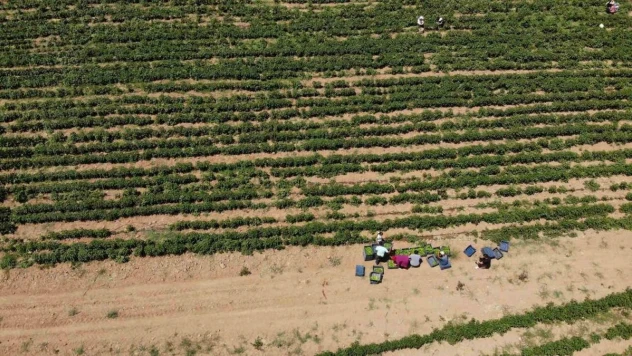 Kavurucu sıcakta tarlada ekmek mücadelesi