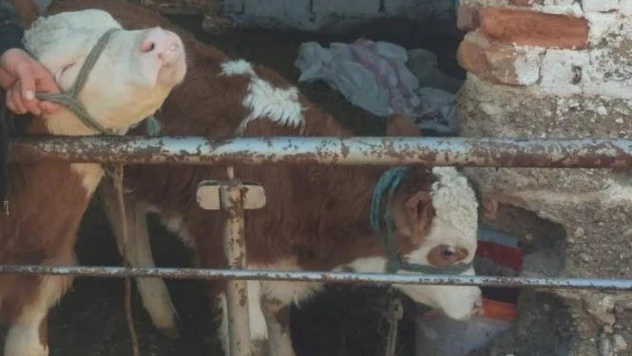 Kaybolan buzağıları jandarma ekipleri bularak sahibine teslim etti