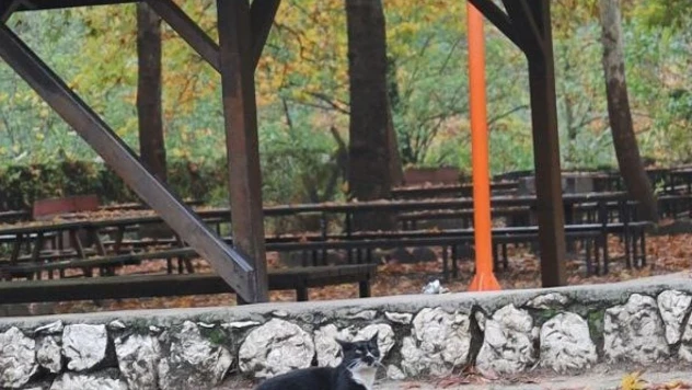 Kedi ile dronun ilginç anları