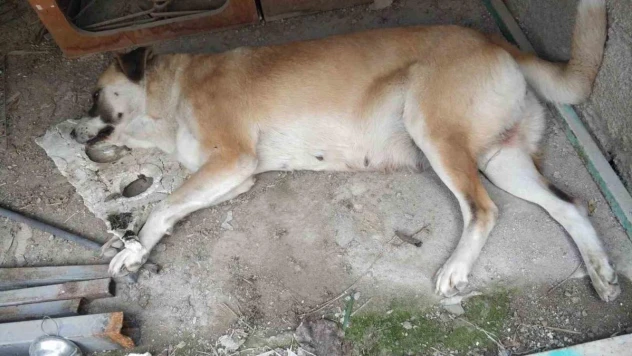 Kedi ve köpeklerin zehirlendiği iddiası