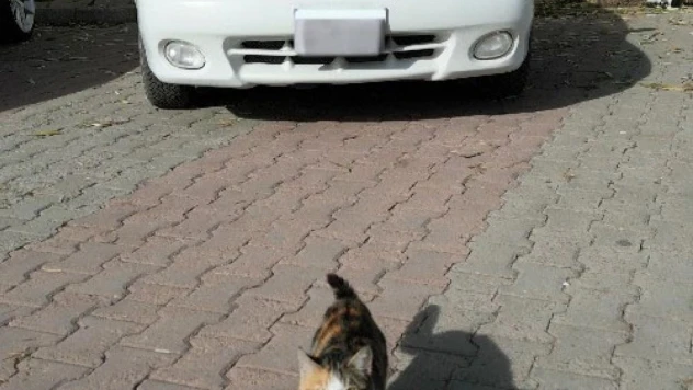 Kedinin dronla imtihanı