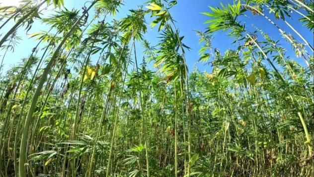 Kenevir ve fındığın üretim merkezi 'Samsun'