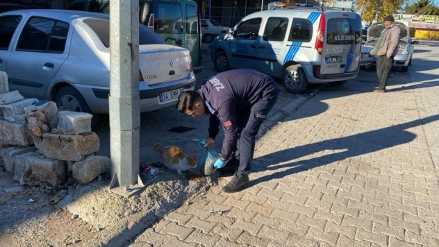 Kilis belediyesi sokak hayvanlarını unutmadı