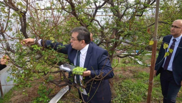 Kilosu 150 dolardan ihracata gönderilecek: Temsili ilk erikler toplandı