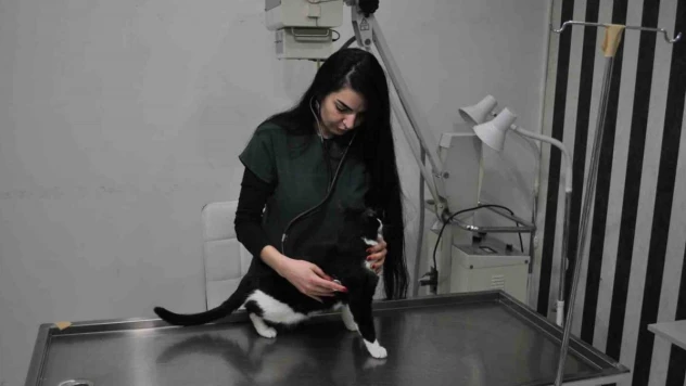 Kış aylarında sokak hayvanları için korunaklı yuvalar yapılması önemli