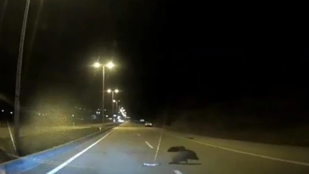 Kızılcahamam'da yabani hayvanlar yollara indi