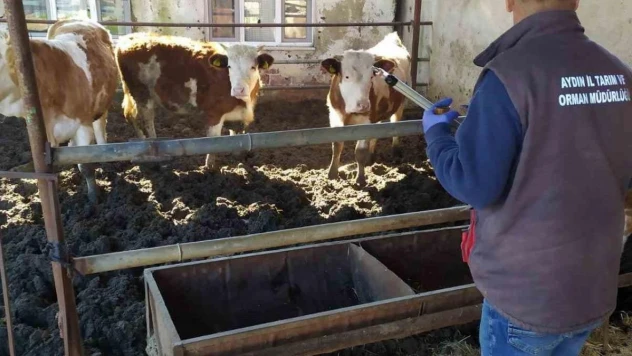 Koçarlı İlçe Tarım'dan üreticilere 'aşı' çağrısı