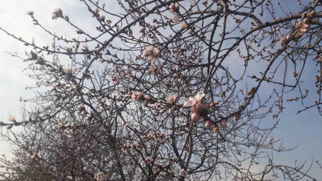 Konya'da badem ağaçları çiçek açtı