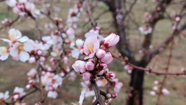 Konya'da badem ağaçları erken çiçek açtı