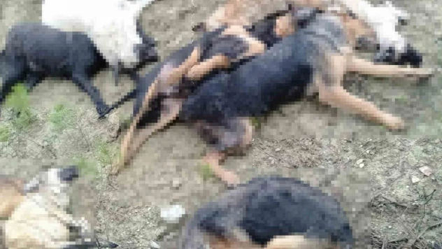 Köpek katliamında gözaltına alınan 5 kişiden 4'ü mahkemeye sevk edildi