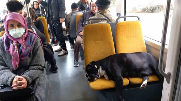 Köpek koltukta uyudu, yolcu ayakta seyahat yaptı