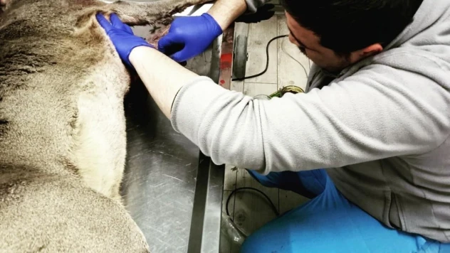 Köpeklerin saldırısına uğrayan yaralı karaca, tedavisinin ardından doğaya salındı